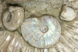 Giant, Bumpy Ammonite (Douvilleiceras) Fossil #279781-5